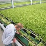 Paul Sellew, founder and CEO of Little Leaf Farms, checked lettuce at the Devens facility. 