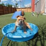 An English bulldog (top) cooled off in a pool at the day-care center at One North of Boston.