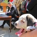Boston-08/24/2016- Gov. Charlie Baker signed a bill during a cermony outside the State House for Preventing Animal Suffering and Death. Dogs joined the signing along with members of the MSPCA, AnimalRescue League and the Humane Society. Gumball, a nine-week-old pitbull yawns as the Governor signs the document. Gumball is up for adoption through the MSPCA. Boston Globe staff photo by John Tlumacki(metro)