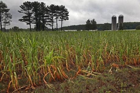 NORWELL, MA - 8/10/2016: With todays rain maybe it can help somewhat with the drought and crops on the fields at the Hornstra Farm in Norwell (David L Ryan/Globe Staff Photo) SECTION: METRO TOPIC stand alone photo

