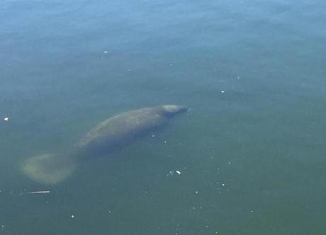 A manatee has been spotted in different parts of Cape Cod. One of the latest sightings was in Chatham. 
