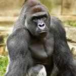A memorial to Harambe the gorilla outside the Cincinnati Zoo in June. 