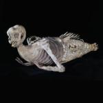 The ?FeeJee Mermaid,? which dates back to the 1800s, was showcased by P.T. Barnum in New York and other parts of the country to curious fanfare. 