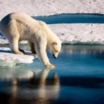 A handout photo provided by the European Geosciences Union on September 13, 2016 shows an undated photo of a polar bear testing the strength of thin sea ice in the Arctic. Polar bears are among the animals most affected by changes in Arctic sea ice because they rely on this surface for essential activities such as hunting, traveling and breeding. A new study by University of Washington researchers, funded by NASA, finds a trend toward earlier sea ice melt in the spring and later ice growth in the autumn across all 19 polar bear populations, which can negatively impact the feeding and breeding capabilities of the bears. / AFP PHOTO / European Geosciences Union / Mario HOPPMANN / RESTRICTED TO EDITORIAL USE - MANDATORY CREDIT 