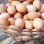 Voters will decide in November whether all eggs sold in Massachusetts should come from cage-free hens.