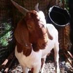 A fugitive goat named Brady (a.k.a. the Tewksbury goat) has finally been captured. 