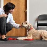 Michelle Posage demonstrated behavior modification exercises with Junie, a soft coated Wheaten Terrier rescue.