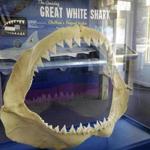In this Wednesday, May 25, 2016 photo, a replica of a great white shark's jaws and teeth are displayed at the Atlantic White Shark Conservancy's Chatham Shark Center in Chatham, Mass. Officials and researchers from Cape Cod to the Carolinas are looking at responses ranging from the high-tech to the decidedly low-tech as they deal with a growing great white shark population. (AP Photo/Philip Marcelo)