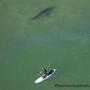 Paddleboarder Terence Roche came awfully close to a great white shark on Friday.