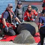 ?Washburn,? the roughly 800-pound female manatee, was captured in Falmouth last month after spending weeks bobbing around off parts of Cape Cod. 