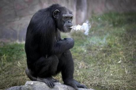 Azalea a 19-year-old female chimpanzee, smoked a cigarette at the Central Zoo in Pyongyang, North Korea on Wednesday.
