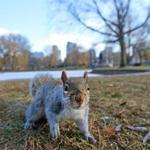 BOSTON, MA - 1/14/2016: OVERLY FRIENDLY and SNOOPY many of the squirrels in the Boston Public Garden. (David L Ryan/Globe Staff Photo) SECTION: METRO TOPIC stand alone photo