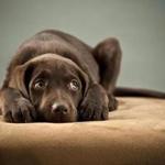 02statdog - Scared dog. (Michael Pettigrew/Shutterstock)