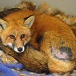 This fox was hit by a car in January 2015 and brought to Cape Wildlife Center for treatment.