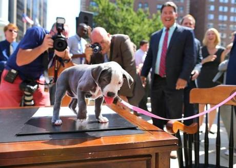 Gumdrop, a 9-week-old pit bull, took center stage after Governor Charlie Baker signed ab animal welfare bill into law. 
