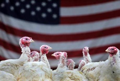 Turkeys awaited their patriotic duty at Lilac Hedge Farm in Holden on Thursday.
