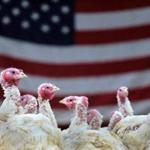 Turkeys awaited their patriotic duty at Lilac Hedge Farm in Berlin on Thursday.