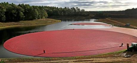 CARVER, MA - 10/05/2016: DROUGHT, at the Federal Furnace Cranberry Bog in Carver harvesting cranberry in local the bogs with water supplies that are depleted. (David L Ryan/Globe Staff Photo) SECTION: METRO TOPIC 05cranberry
