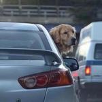 Newton, MA., 10/31/16, A Golden Retriever seems at peace with the usual morning rush hour whiched seemed no worse than usual on the Massachusetts Turnpike heading towards Boston. Traffic was mostly easy during rush hour on the Massachusetts Turnpike at the Allston Brighton tolls where demolition of the toll booth is taking place. Suzanne Kreiter/Globe staff