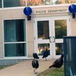 Four turkeys were photographed at the entrance to the Hingham police station.