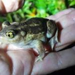 An eastern spadefoot in Tim Beaulieu's hand. Biologists think the hind feet helps them dig into soil. 