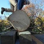 Boston arborist Max Ford-Diamond worked to unpack the tree after it arrived on Boston Common on Nov. 18.