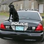 xxsopolicedogs -- Pablo came to Hingham in May from Maine and recently completed 12 weeks of narcotics detection training. (Sgt. Steven Dearth with the Hingham Police Department)