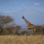 The giraffe, the tallest land animal, is now at risk of extinction, biologists say.