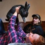 Wareham-12/02/2016- Tabitha Tallent with her bunny Wesley Spaz in a bedroom at their home. Spaz was rescued from the Westport Tenant Farm five months ago. Cody Moore(rt), her fiance' got the rabbit for Tallent as a surprise a month ago. John Tlumacki/Globe Staff (metro)