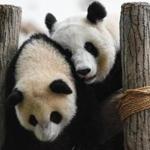 Liang Liang (right) played with her 1-year-old female giant panda cub Nuan Nuan at a Kuala Lumpur, Malaysia, zoo in August. 