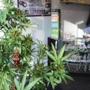 A faux marijuana Christmas tree sits in the window of Shire Glass, a shop in Great Barrington. 