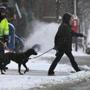 Boston-12/17/2016- The first significant snow blanketed the region, as a woman walks a dog across Dartmouth Street in the Back Bay. JohnTlumacki/Globe Staff(metro)