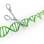 CRISPR, a gene therapy treatment