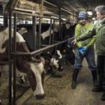 13mexico - Bridport, Vermont- Saturday, December 10, 2016: Emilio Rabasa Gamboa, Consul General of Mexico in Boston talks with a migrant dairy farmer from Mexico while taking a tour of a dairy barn after the Boston Mexican Consulate's mobile operation at the Champlain Valley Unitarian Universalist Society. (Ian Thomas Jansen-Lonnquist for The Boston Globe)
