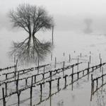 The Russian River in Sonoma, Calif., rose to its highest level since 2006, spilling over its banks and flooding vineyards.
