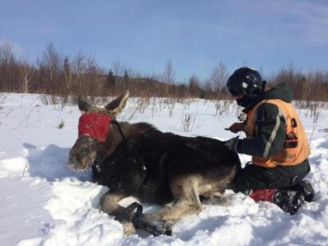 11moose - Moose being captured for a tick count. (Native Range Inc.)
