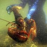 A scientist held a lobster underwater on Friendship Long Island, Maine.