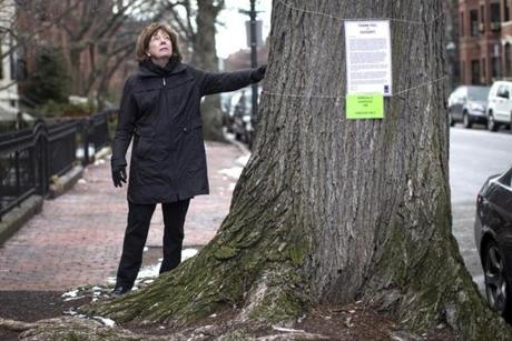 Margaret Pokorny was one of many local residents who raised funds to help keep the tree alive. 
