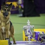 NEW YORK, NY - FEBRUARY 14: Rumor the German Shepherd and handler Kent Boyles pose for photos after winning Best In Show at the Westminster Kennel Club Dog Show at Madison Square Garden, February 14, 2017 in New York City. There are 2874 dogs entered in this show with a total entry of 2908 in 200 different breeds or varieties, including 23 obedience entries. (Photo by Drew Angerer/Getty Images)