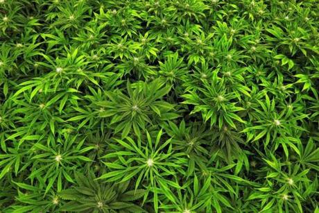 Marijuana plants. 
