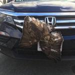 A hawk was hit by a car in Milford over the weekend.