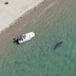 A great white shark swam close to the Cape Cod shore in Chatham last summer.
