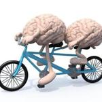 two human brains with arms and legs riding tandem bicycle, 3d illustration