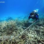 In this October 2016 photo provided by ARC Center of Excellence for Coral Reef Studies, a scientist measures coral mortality following bleaching on the northern Great Barrier Reef, Austrlia. Reducing pollution and curbing overfishing won?t prevent the severe bleaching that is killing coral at catastrophic rates, according to a study of Australia?s Great Barrier Reef. In the end, researchers said, the only way to save the world?s coral from heat-induced bleaching is with a war on global warming. (Tane Sinclair-Taylor/ARC Center of Excellence via AP)