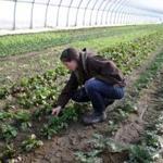Sarah Voiland does some weeding at Red Fire Farm in Montague, which uses ?lean farming? techniques to improve efficiency. 