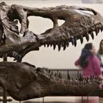 A cast of a Tyrannosaurus rex discovered in Montana greets visitors as they enter the Smithsonian Museum of Natural History in Washington.