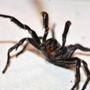 An Australian funnel-web spider. 