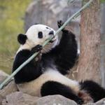 FILE - In this Feb. 21, 2017, file photo, Bao Bao, the beloved 3-year-old panda at the National Zoo in Washington, enjoys a final morning in her bamboo-filled habitat before her one-way flight to China to join a panda breeding program. China is planning to create a preserve for the giant panda that will be three times the size of Yellowstone National Park in the western U.S. The Xinhua News Agency says the panda preserve will incorporate parts of three western provinces to provide an unbroken range for the endangered animals in which they can meet and mate in the interests of enriching their gene pool. (AP Photo/J. Scott Applewhite, File)
