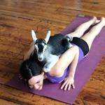 A class being hosted in Easthampton later this month by Valley Hot Yoga is called ?Goat Yoga For Charity.?