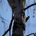 Boston, MA- April 12, 2017: Boston, MA- April 12, 2017: A woodpecker lands on a tree in the Emerald Necklace Conservancy in Boston, MA on April 12, 2017. (Globe staff photo / Craig F. Walker) section: metro reporter: